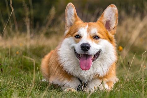 fat pembroke welsh corgi|pembroke welsh corgi personality.